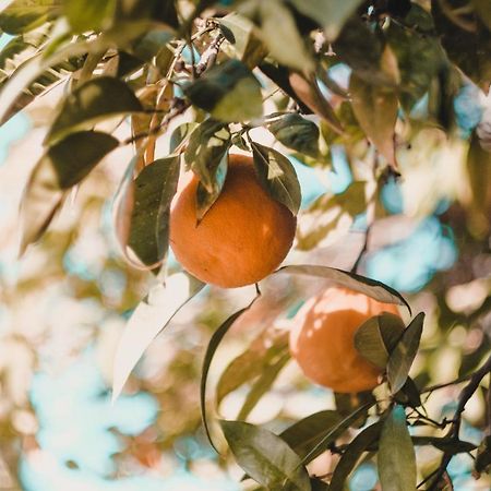Apartman "Citrus" Trebinje Zewnętrze zdjęcie