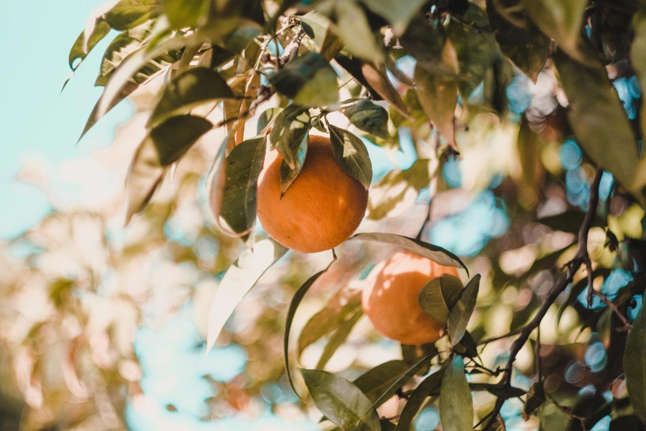 Apartman "Citrus" Trebinje Zewnętrze zdjęcie